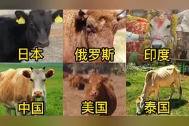 不同国家的牛，泰国像驴，战斗民族的比人还猛？印度牛还能结婚？