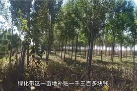 大道两旁种绿化树一亩地补贴1400真是喜出望外？视频封面