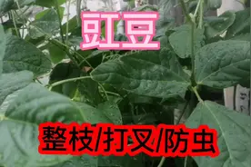 豇豆怎样整枝/打叉/防虫害，后期才能使豇豆压断腰