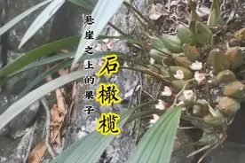 石橄榄，一种生长在悬崖之上的植物，对我们人类有哪些作用呢视频封面