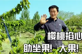 现在正是樱桃打岔摘心关键期！怎么掐，留多长？让你5分钟学会！视频封面