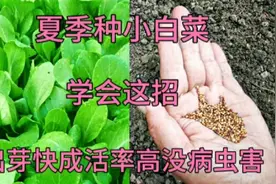 夏季种小白菜，学会这招，小白菜三天出芽没病虫害，长势快不黄叶视频封面