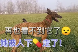 300元的细狗，养狗每天要牵着！她给我们留下了一段回忆视频封面