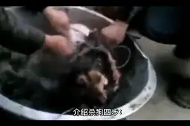 分享杀狗经验视频封面