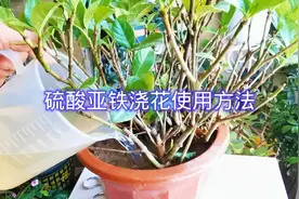 硫酸亚铁使用方法视频封面