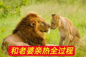 雄狮和老婆“亲热”全过程，被老婆一个呲牙咧嘴吓得不敢动视频封面