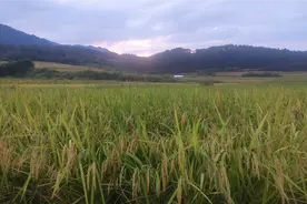 24号上午，福建农田里发现了奇怪罕见的水稻，大伙一起看看吧！视频封面