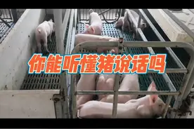 猪发出的8个信号及处理办法视频封面