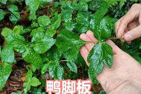 鸭脚板是春天最美味的野菜，它带有一种独特的香味，你肯定没吃过视频封面