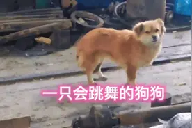 会跳舞的毛孩子视频封面
