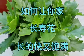 如何让你家长寿花苗长的快又饱满！视频封面