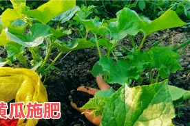 黄瓜秧苗施肥，有机肥复合肥拌匀追肥，结瓜多口感好，病害少高产