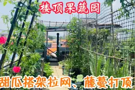 楼顶果蔬园，收到竹竿立马给甜瓜搭架拉网、藤蔓打顶，园子变了样视频封面