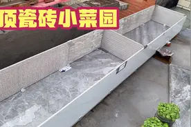 今天和大家分享一下我的房顶瓷砖小菜园，漂亮又实用关键还省钱！视频封面
