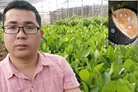 泰国品种8号菠萝蜜结果就是快，种植2年投产，果品种棒棒视频封面