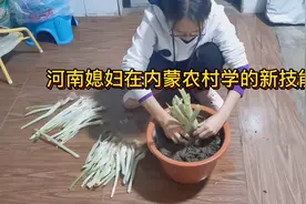 河南媳妇在内蒙农村学的第一个技能 大家看看这个媳妇贤惠吧视频封面