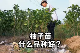 种柚子苗什么品种好？推荐4种挂果口感好的苗，越种越喜欢视频封面