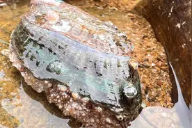 沙滩上成群海鸭子觅食还不停的下蛋，牛牛来捡了好多，还有大鲍鱼视频封面