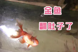 金鱼翻肚子不要慌，有可能不是疾病导致的视频封面