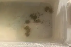 小甲鱼吃蚯蚓也很凶啊，抢着吃就是香😂视频封面