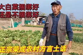 大白菜捆绑好还是不捆绑好？老菜农道出实情，满嘴方言土话太烧脑视频封面