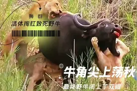狮子悬挂牛角尖上荡秋千，正好控制着野牛命运，疼点又算得了什么视频封面