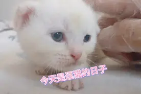 养猫不就是为了开心吗？今天我们把小猫抓走，看看猫妈妈的反应吧视频封面