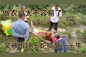 现在做农户太不容易了，又被眼镜王蛇咬死了一头牛，还不让抓蛇