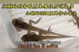 在家孵化青蛙的全过程，刚出生的蝌蚪还会学吐舌头逗人，太治愈了视频封面