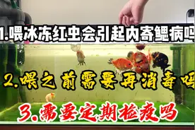 喂冰冻红虫会引起内寄鳃病吗，喂之前需要再消毒吗，做定期检疫吗视频封面