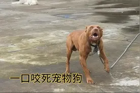 花100块在拼夕夕买的狗 越养越不对劲性格异常暴躁 这究竟是个啥