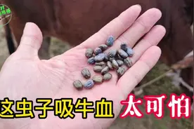 农村小伙放牛，牛身上的这些吸血虫，大可怕了，有什么好方法解决视频封面