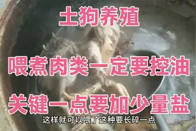 土狗养殖！喂潲水一定要加少量盐，煮了一定注意要控油，很关键啊视频封面