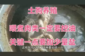 土狗养殖！喂潲水一定要加少量盐，煮了一定注意要控油，很关键啊视频封面