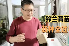 铃兰育苗，栽种全过程视频封面
