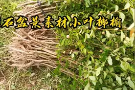 这样的小叶榔榆小苗用来做附石盆景非常好，阿明一会就收获这么多视频封面