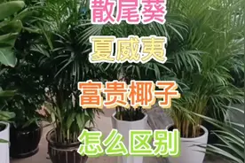 散尾葵凤尾竹富贵椰子夏威夷的区别视频封面