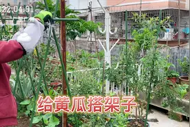 黄瓜架子这样搭，简易又牢靠，也方便后期的管理