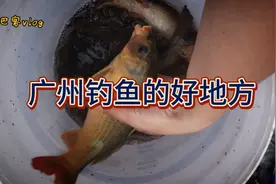广州市这个地方绝对是钓鱼的好地方？这里的鱼没被污染可以吃。视频封面