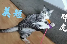 我家的新成员，一只漂亮的7个月的虎斑猫咪，我已经被它萌化了！