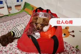 流浪狗不给主人添麻烦，怕被弄脏坐着一动不动，懂事的让人心疼！视频封面