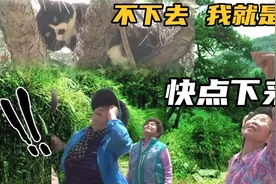 流浪猫困在树上两个月   好心奶奶想办法施救  它却不想下来视频封面