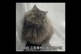 小区保安淹死业主家猫，恶物业谁来管理？#猫咪视频封面