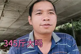 卖了七头大肥猪，均重345斤视频封面