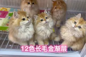 今天给猫咪打疫苗和注意事项有哪些视频封面