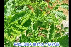 番茄花叶病毒病诊断防治办法视频封面