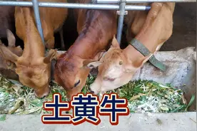 农村小伙小规模养殖土黄牛，这种模式不会亏钱吧？视频封面