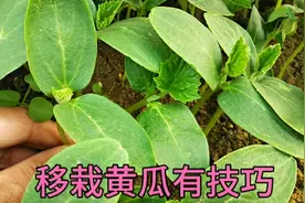 移栽黄瓜，一个小技巧，苗活的稳长势壮，后期黄瓜不生病虫产量高视频封面