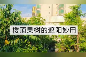 楼顶夏季如何防高温？这些水果种楼顶，不仅防晒还吃果，荫凉一夏