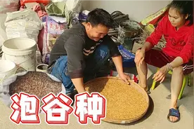 泡谷种真是个技术活，阿城四天时间终于泡好，步步都有讲究！